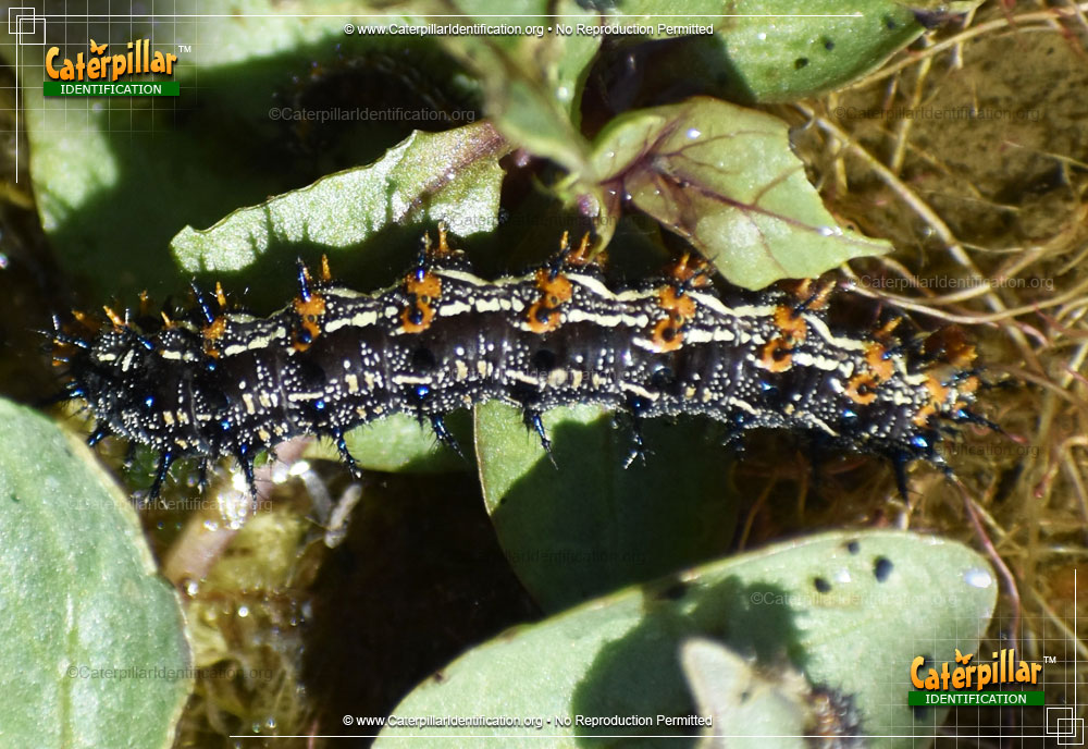 Full-sized image #3 of the Common Buckeye Butterfly Caterpillar