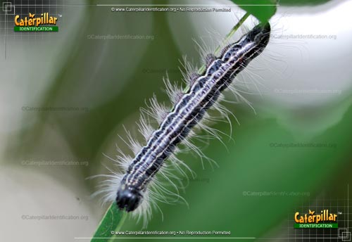 Thumbnail image of the Angus' Datana Moth Caterpillar