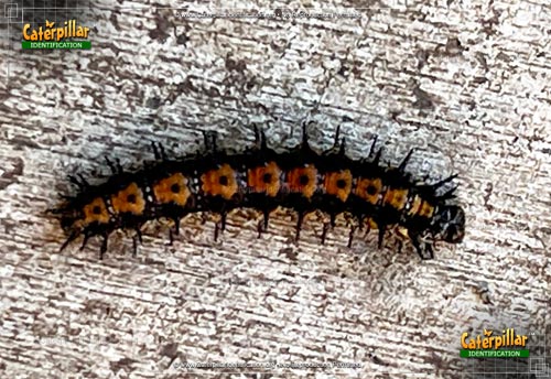 Thumbnail image #2 of the Bordered Patch Butterfly Caterpillar