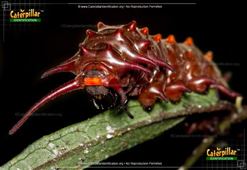 Thumbnail image #2 of the Pipevine Swallowtail Butterfly Caterpillar
