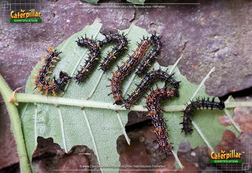 Thumbnail image #3 of the Question Mark Caterpillar