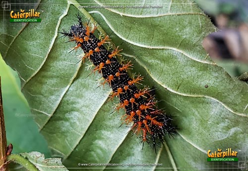 Thumbnail image #2 of the Question Mark Caterpillar