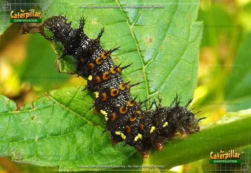 Thumbnail image of the Red Admiral Butterfly Caterpillar
