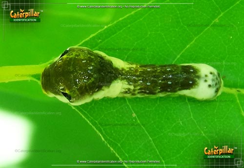 Thumbnail image #4 of the Spicebush Swallowtail Butterfly Caterpillar