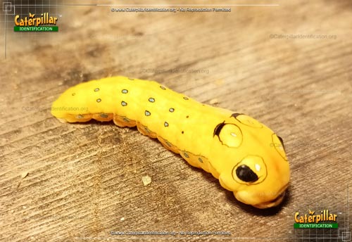 Thumbnail image of the Spicebush Swallowtail Butterfly Caterpillar