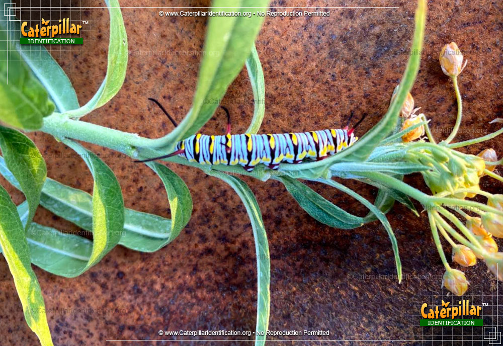 Full-sized image of the Queen Butterfly Caterpillar
