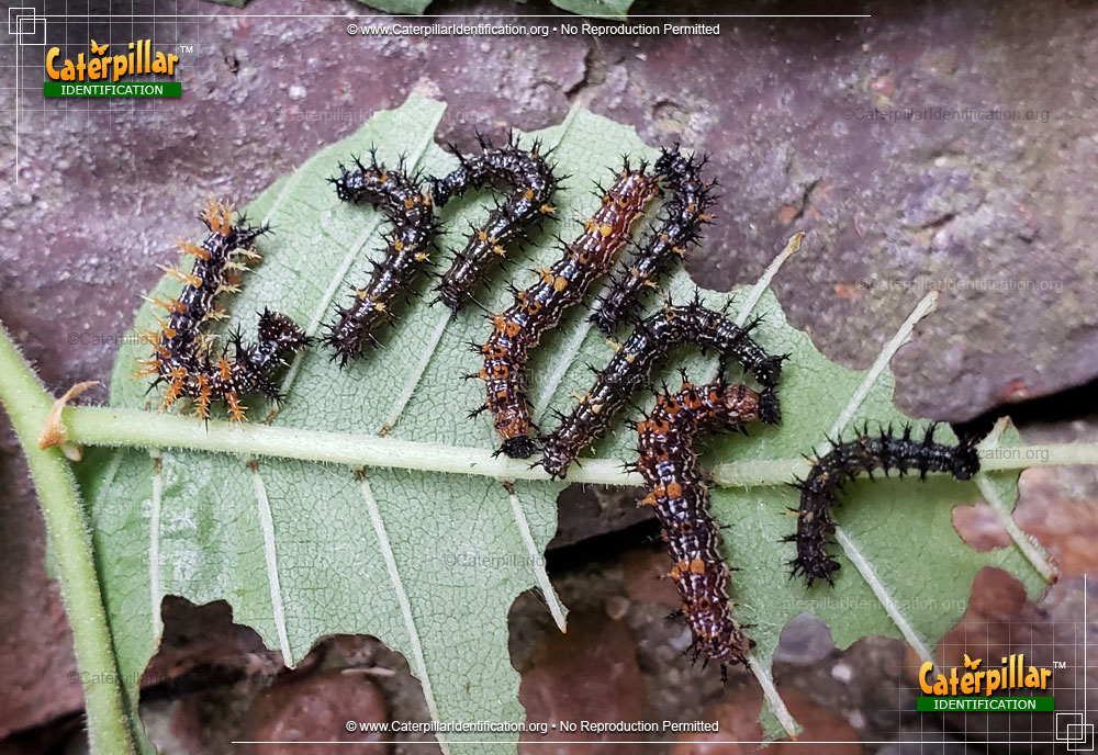 Full-sized image #3 of the Question Mark Caterpillar