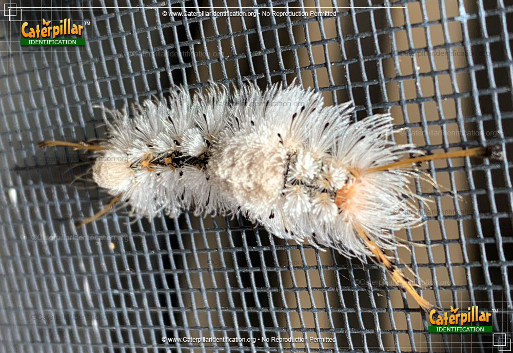 Full-sized image of the Southern Tussock Moth Caterpillar