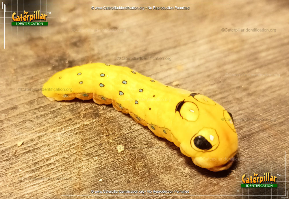Full-sized image of the Spicebush Swallowtail Butterfly Caterpillar