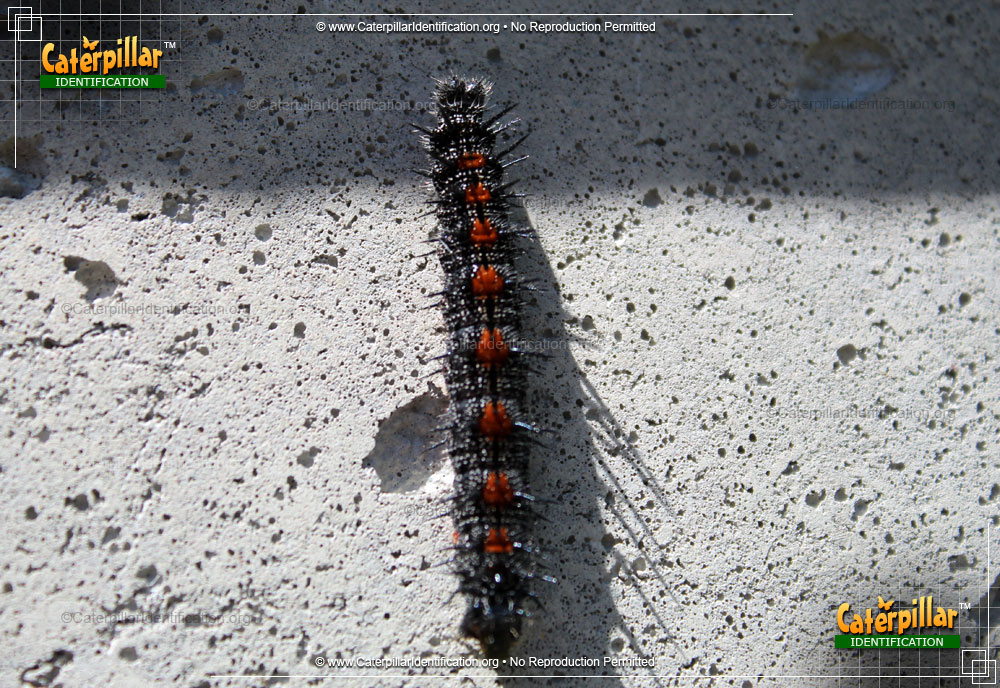 Full-sized image of the Spiny Elm Caterpillar