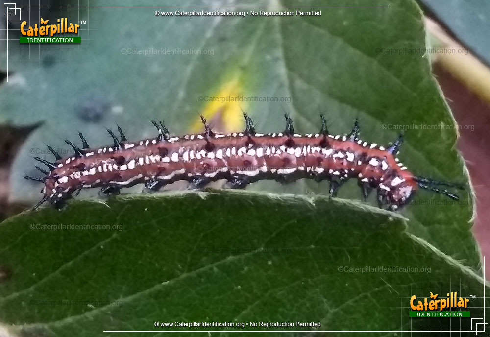 Full-sized image #3 of the Variegated Fritillary Butterfly Caterpillar