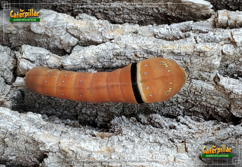 Full-sized image of the Western Tiger Swallowtail Caterpillar