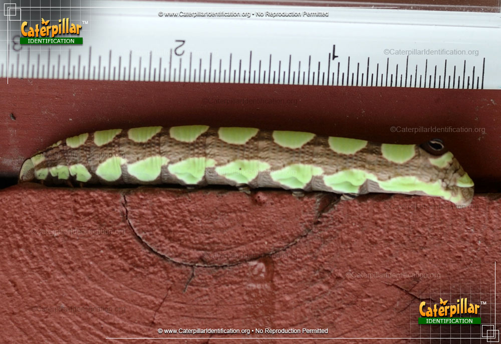 Full-sized image #3 of the Abbott's Sphinx Moth Caterpillar