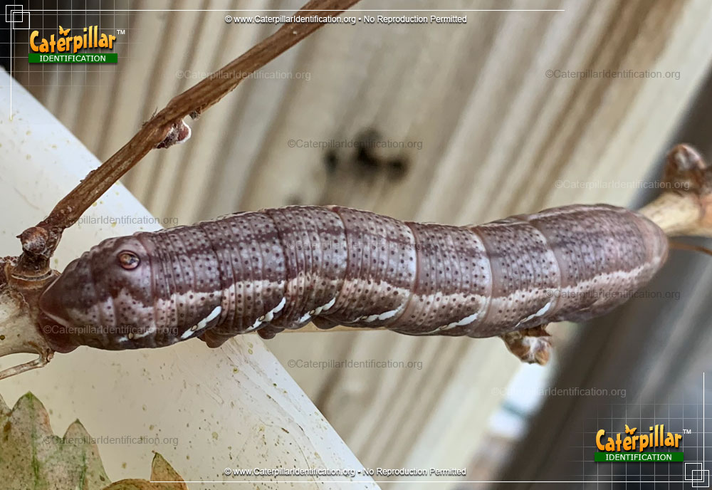Full-sized image #2 of the Achemon Sphinx Moth Caterpillar