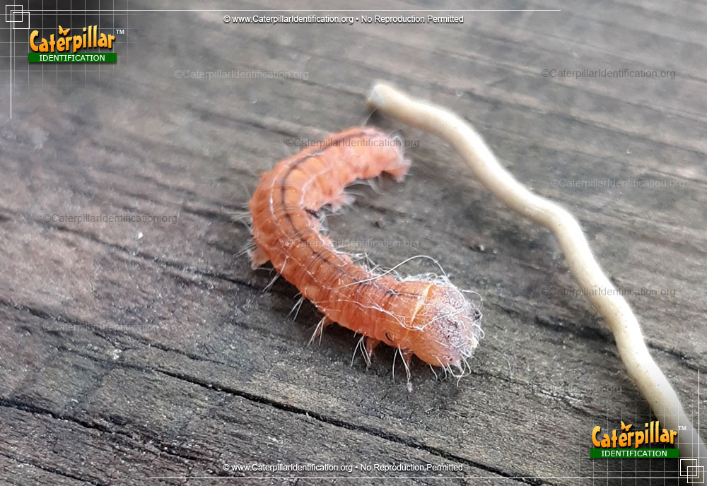 Full-sized image of the Afflicted Dagger Moth Caterpillar