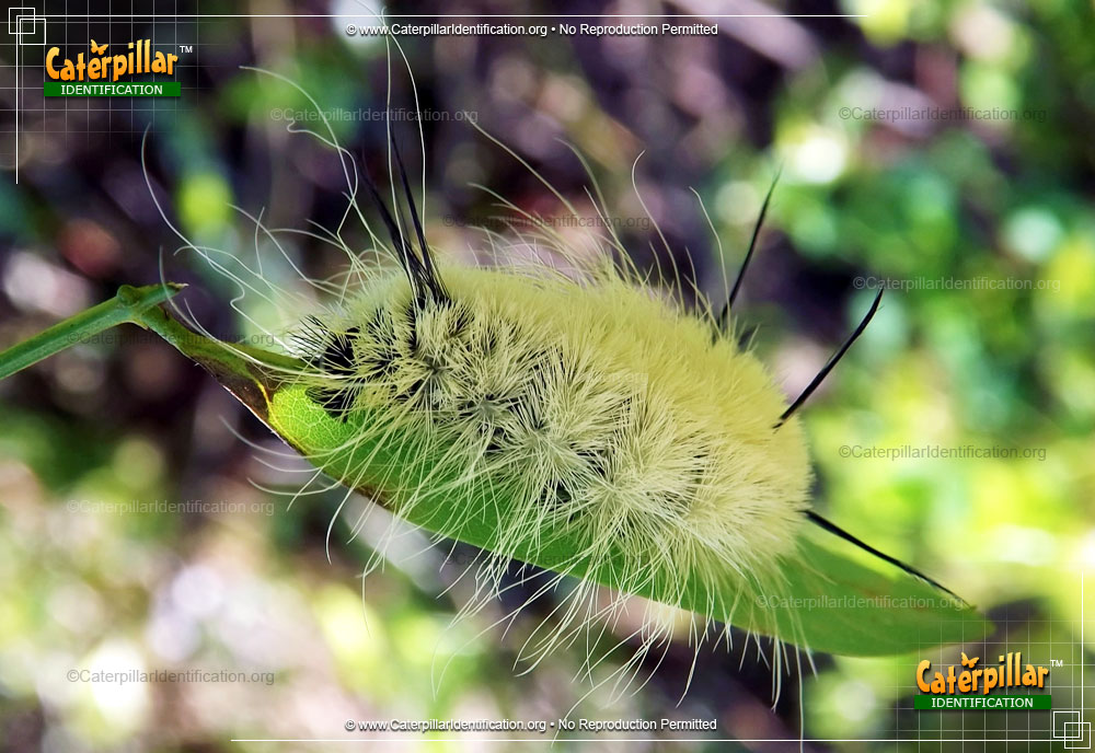Full-sized image of the American Dagger Moth Caterpillar