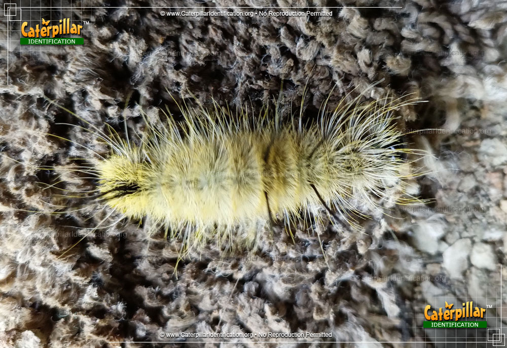 Full-sized image #3 of the American Dagger Moth Caterpillar
