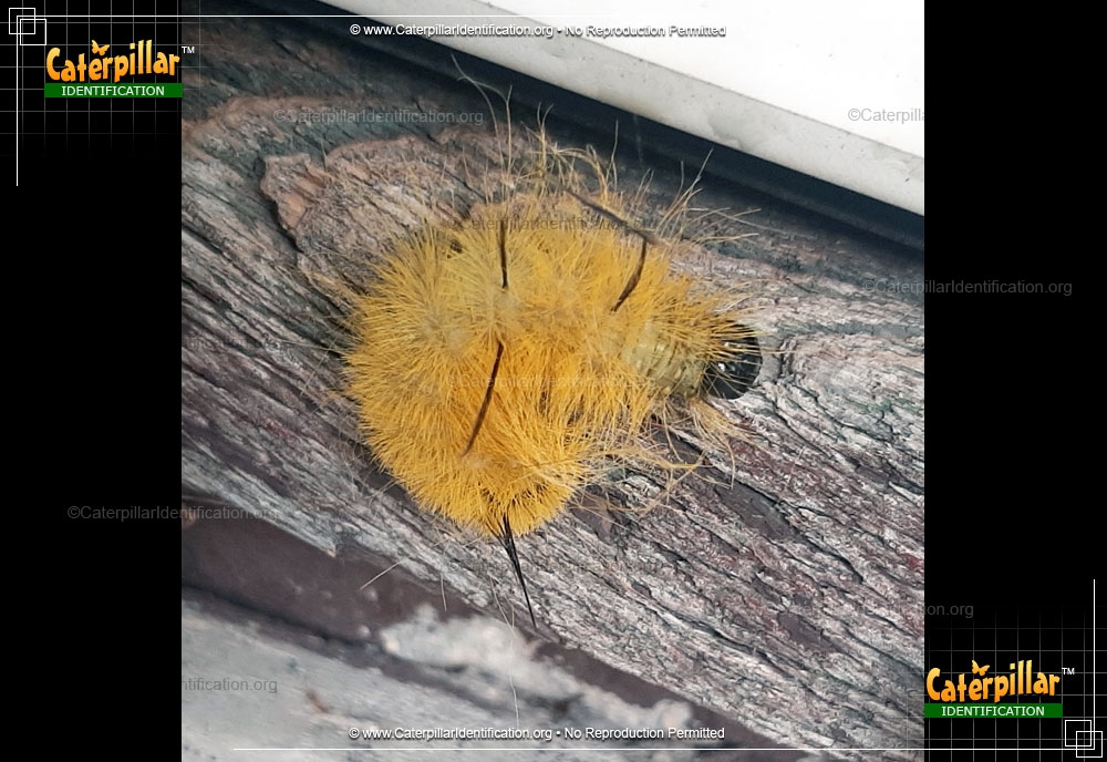 Full-sized image #4 of the American Dagger Moth Caterpillar