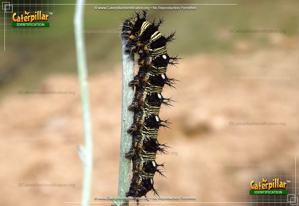 Full-sized image of the American Lady Caterpillar