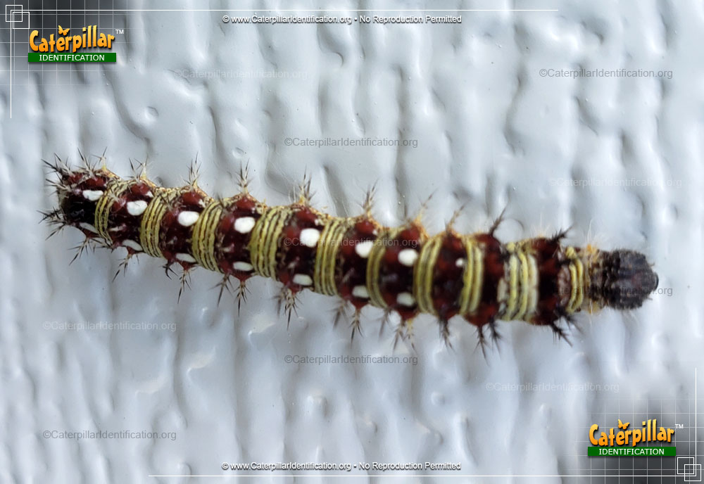 Full-sized image #2 of the American Lady Caterpillar
