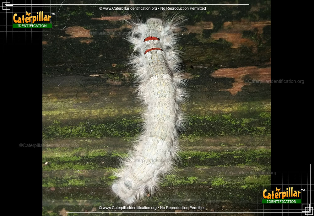 Full-sized image of the American Lappet Moth Caterpillar