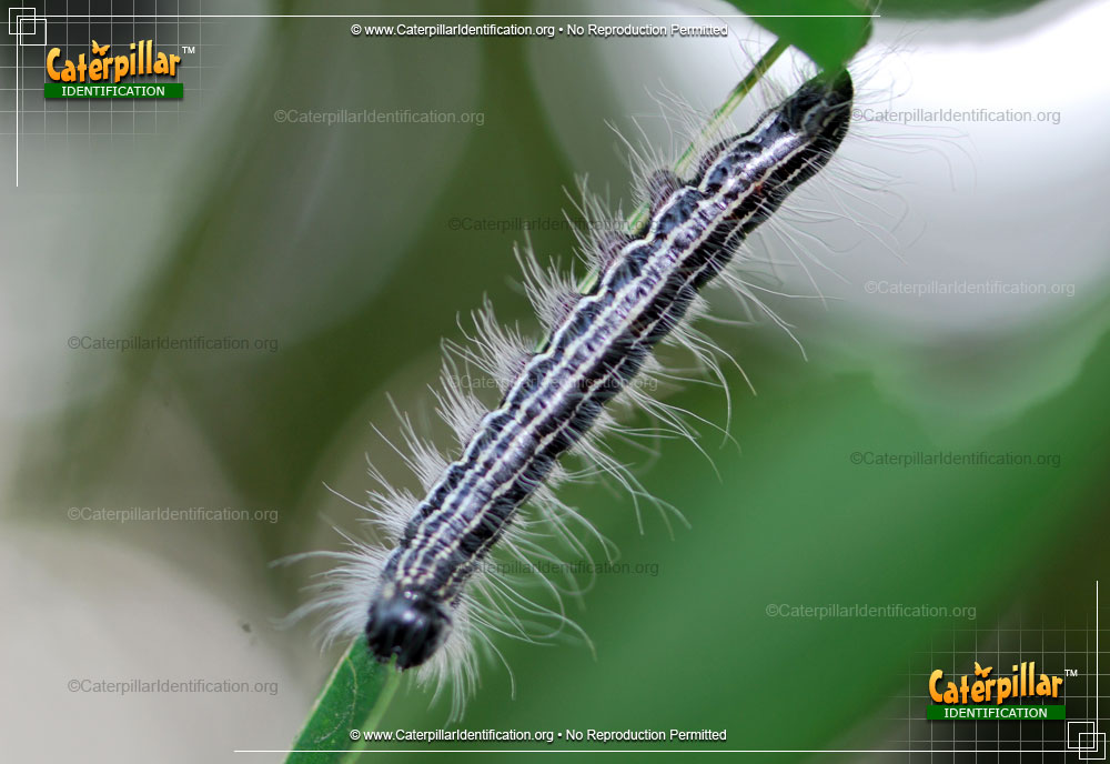 Full-sized image of the Angus' Datana Moth Caterpillar