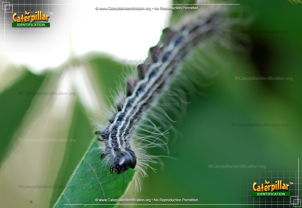 Full-sized image #3 of the Angus' Datana Moth Caterpillar