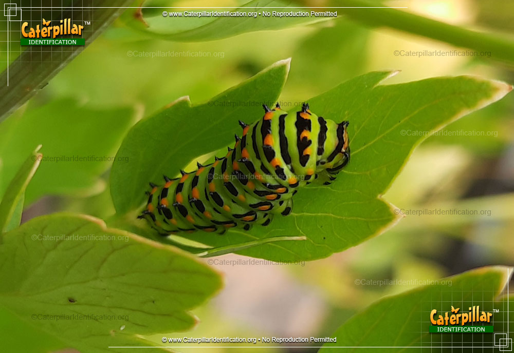 Full-sized image of the Anise Swallowtail Butterfly Caterpillar