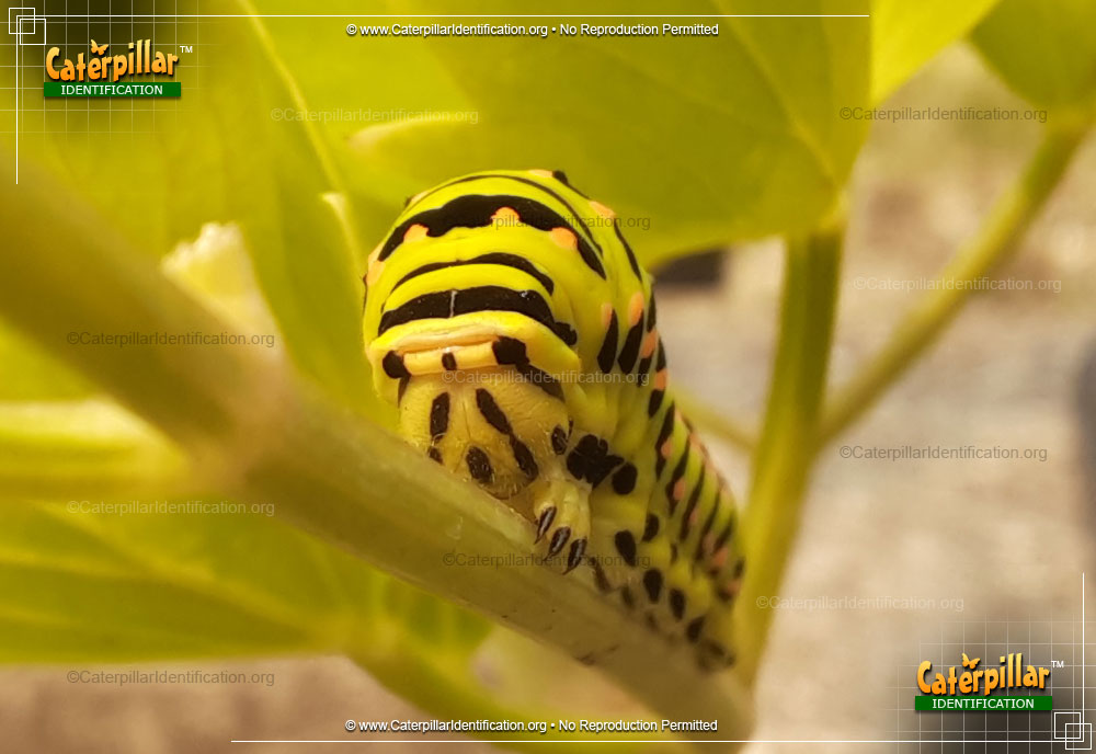 Full-sized image #4 of the Anise Swallowtail Butterfly Caterpillar