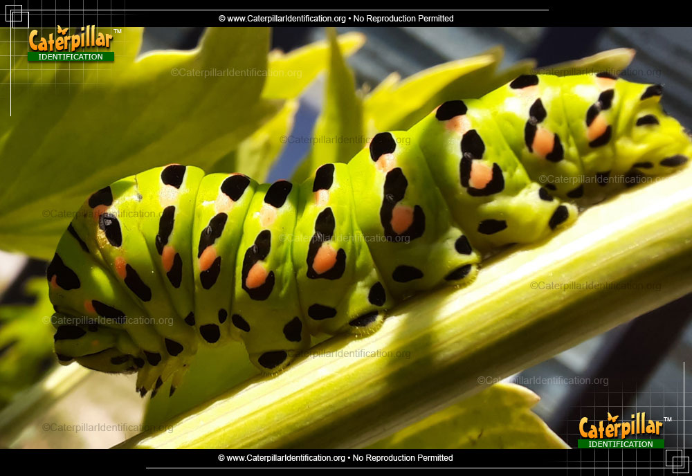 Full-sized image #2 of the Anise Swallowtail Butterfly Caterpillar