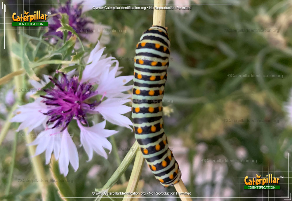 Full-sized image #6 of the Anise Swallowtail Butterfly Caterpillar