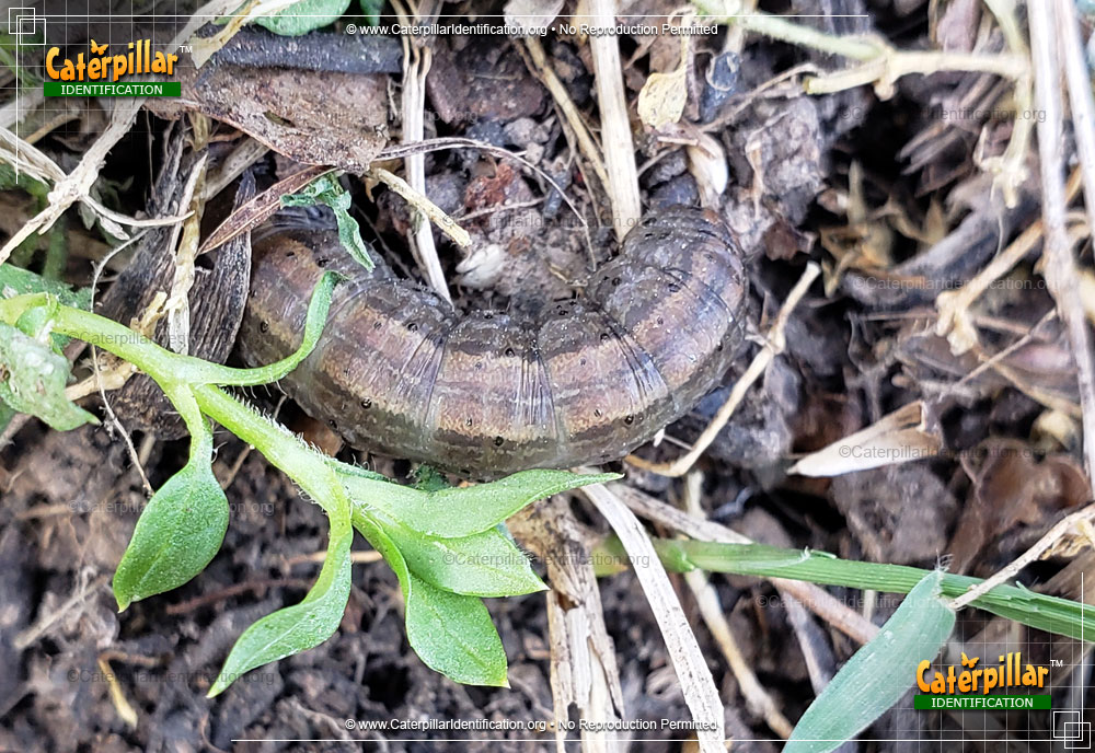 Full-sized image of the Army Cutworm