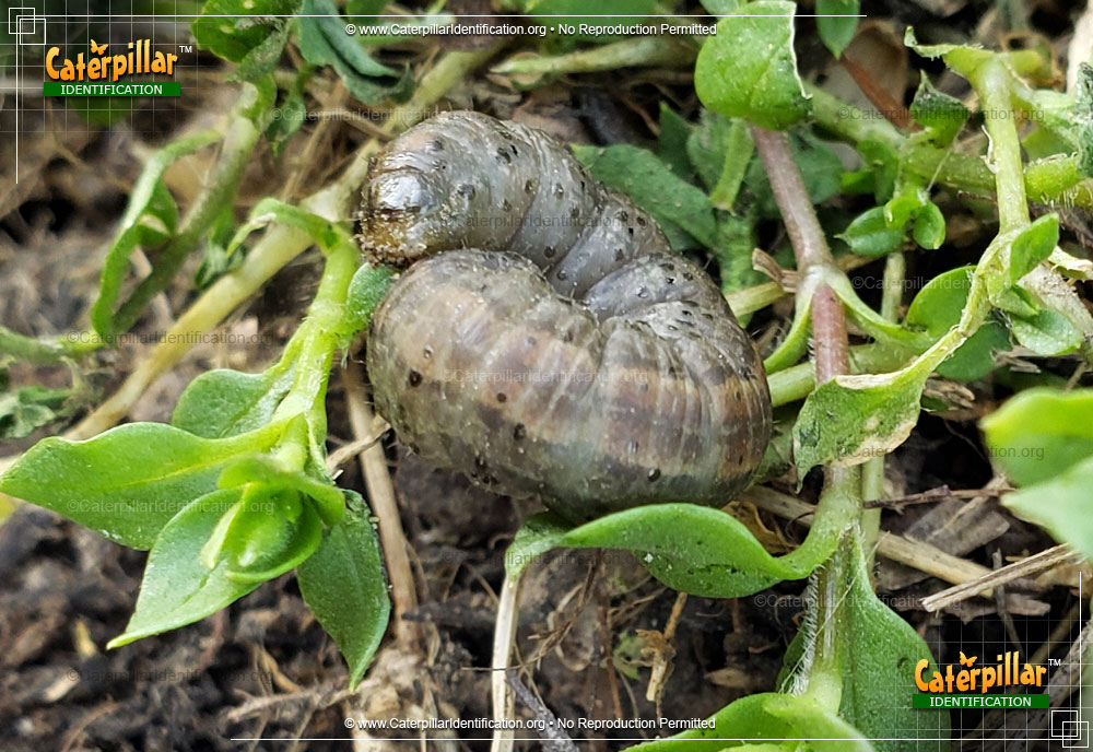 Full-sized image #3 of the Army Cutworm