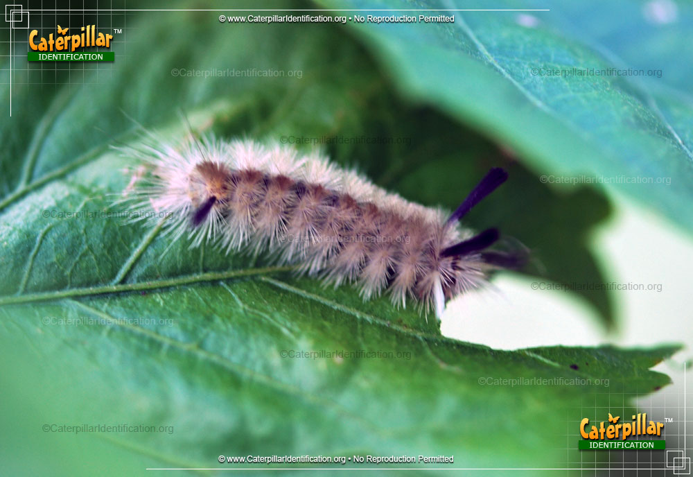 Full-sized image #2 of the Banded Tussock Moth Caterpillar