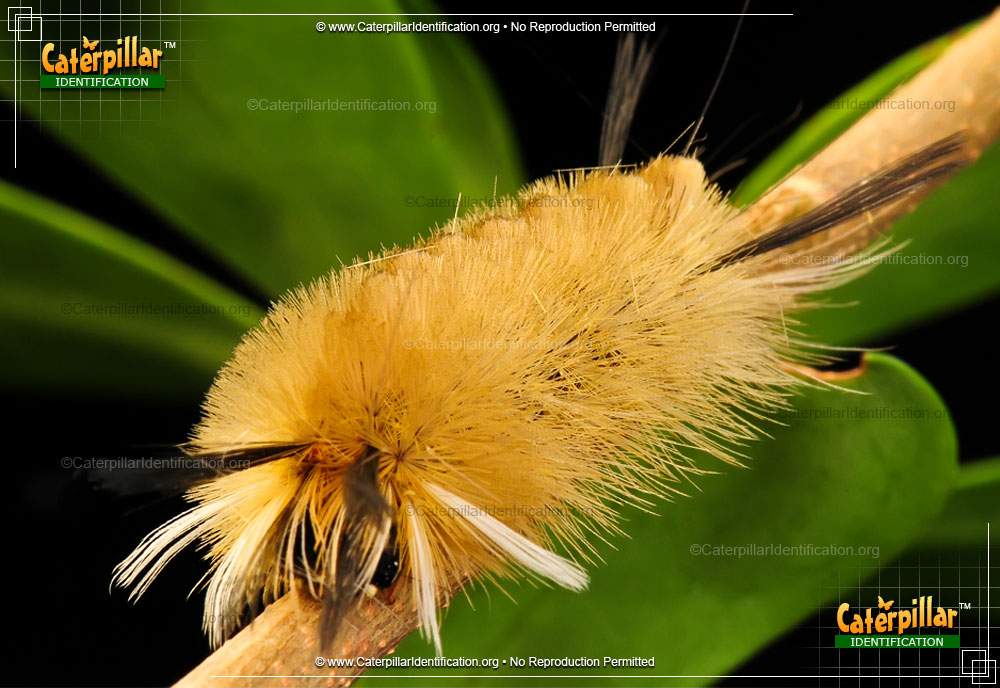 Full-sized image #3 of the Banded Tussock Moth Caterpillar
