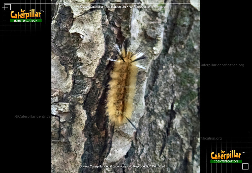 Full-sized image #4 of the Banded Tussock Moth Caterpillar