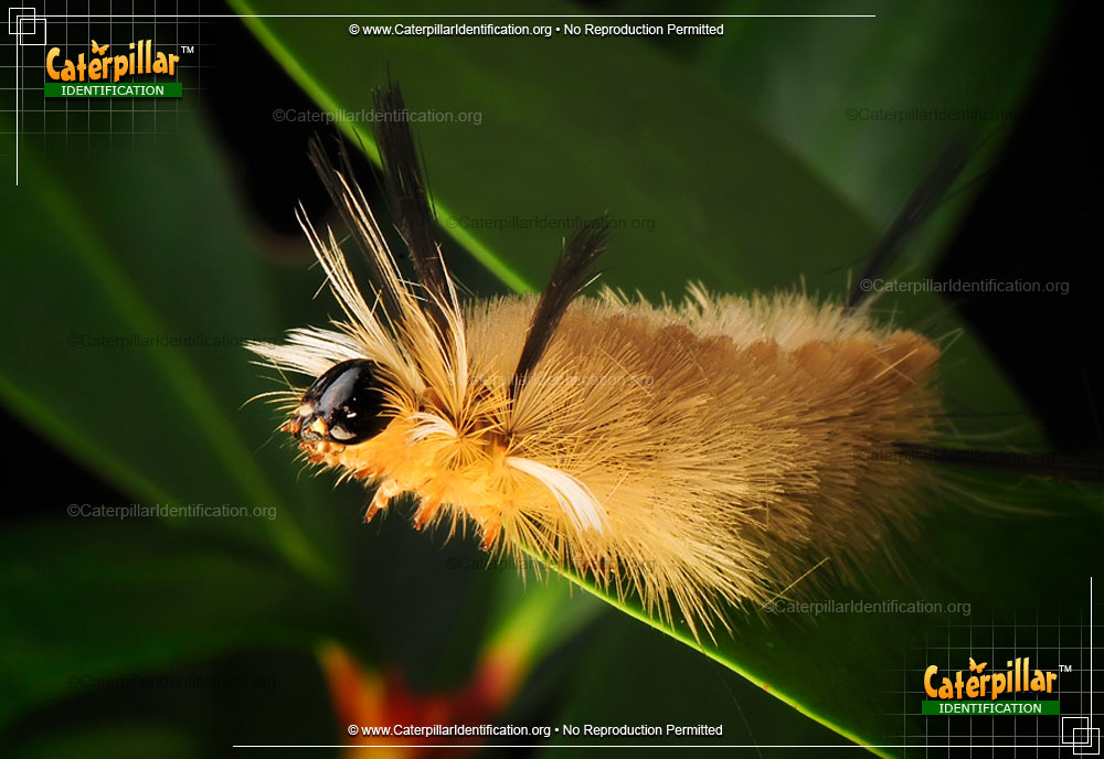 Full-sized image #6 of the Banded Tussock Moth Caterpillar