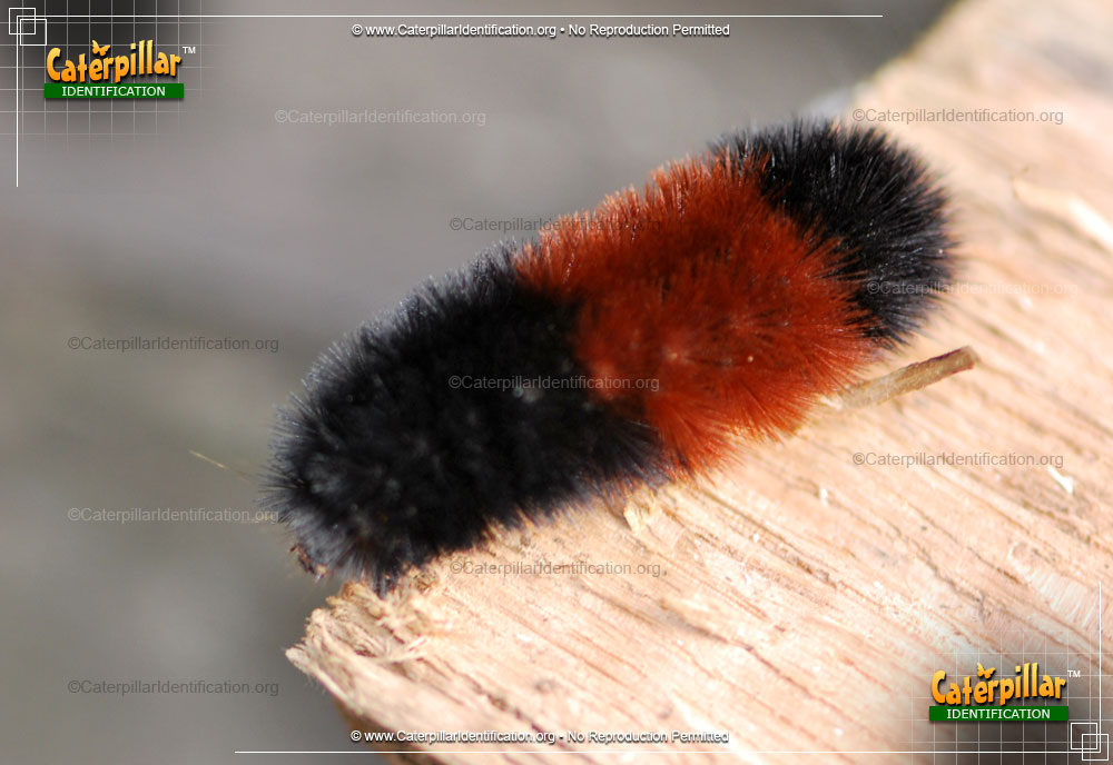 Full-sized image of the Banded Woollybear Caterpillar