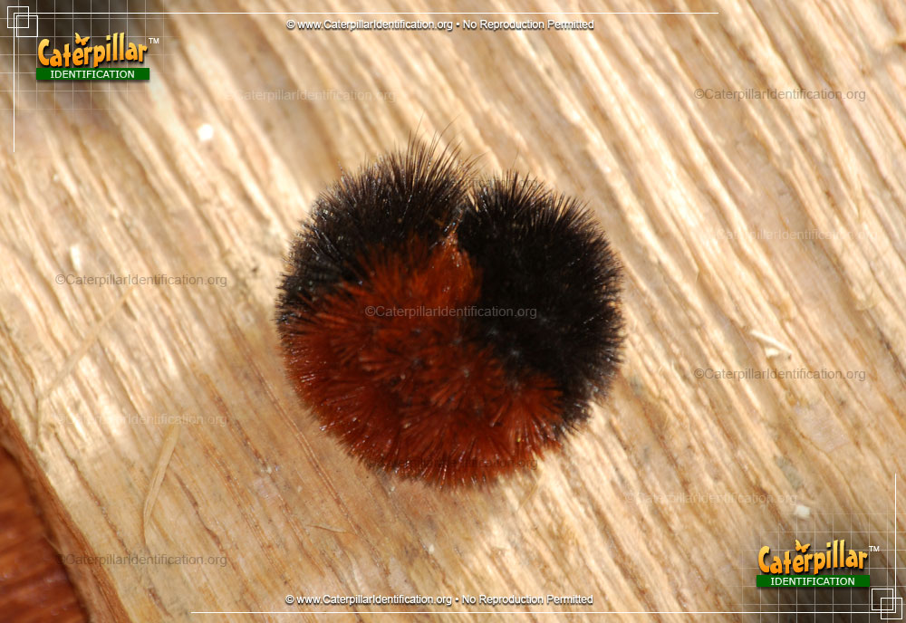 Full-sized image #2 of the Banded Woollybear Caterpillar