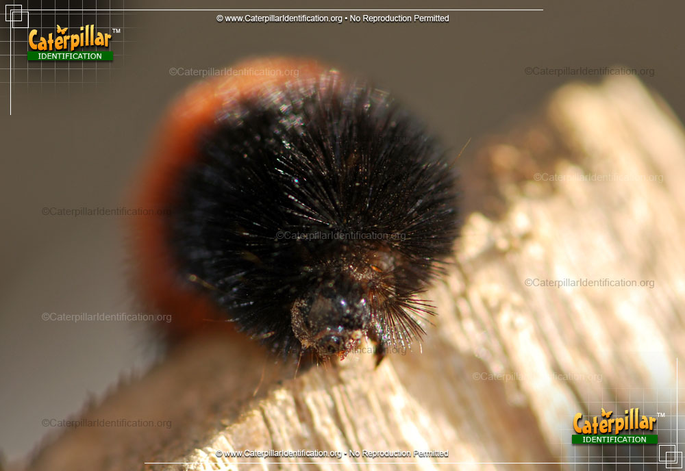 Full-sized image #4 of the Banded Woollybear Caterpillar