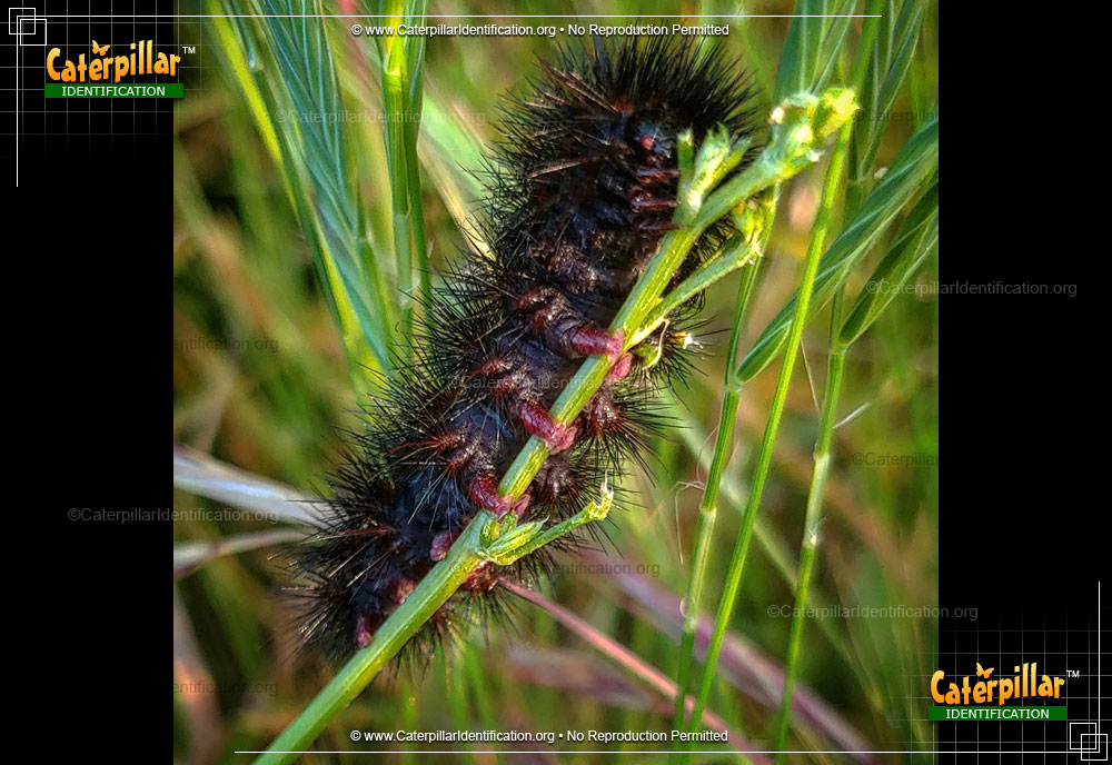 Full-sized image #3 of the Banded Woollybear Caterpillar