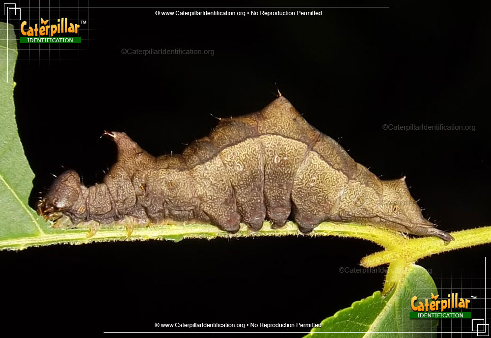 Full-sized image of the Black-blotched Prominent Moth Caterpillar