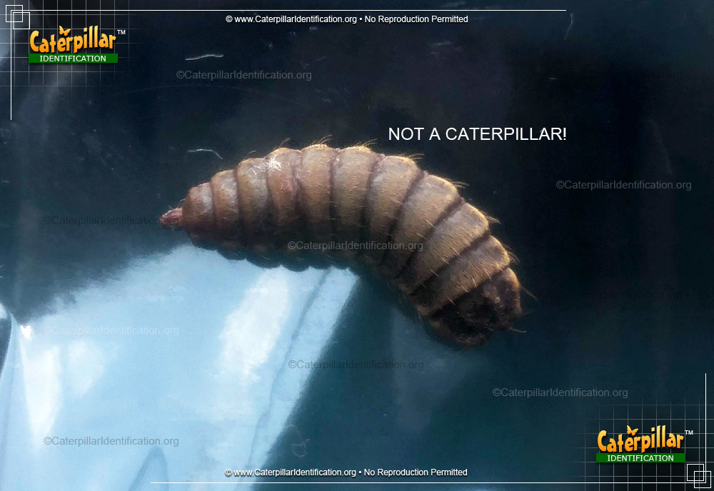 Full-sized image of the Black Carpet Beetle Larva