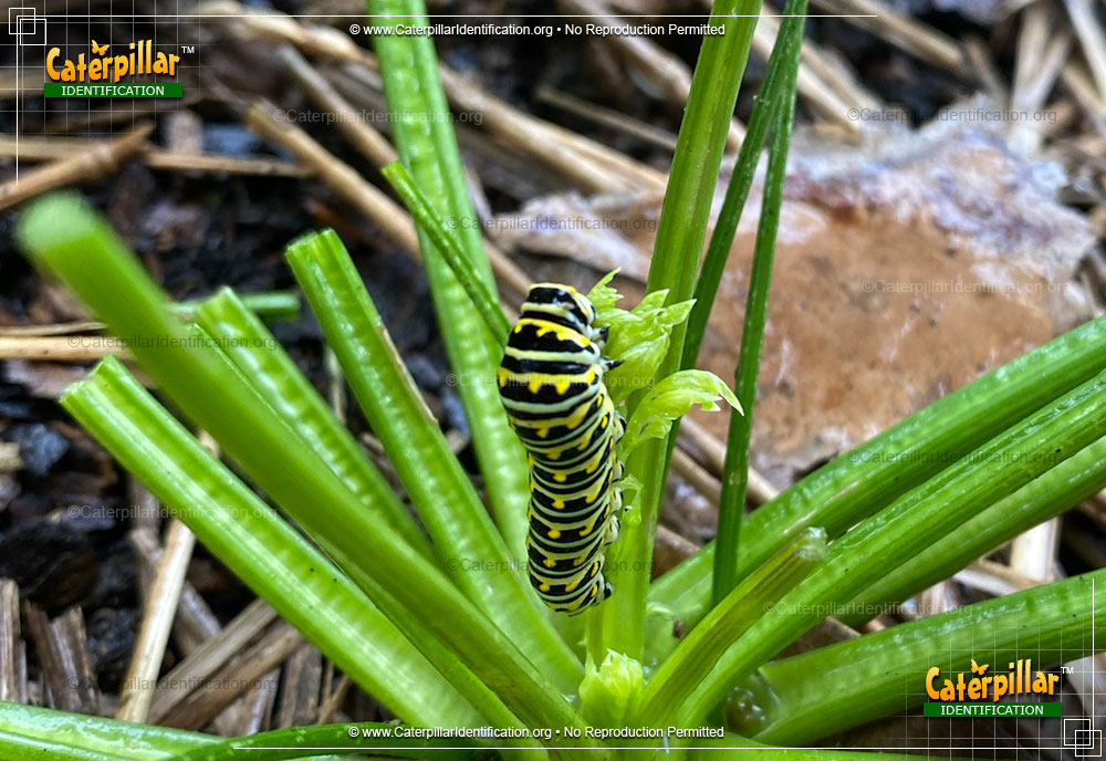 Full-sized image of the Black Swallowtail Butterfly Caterpillar