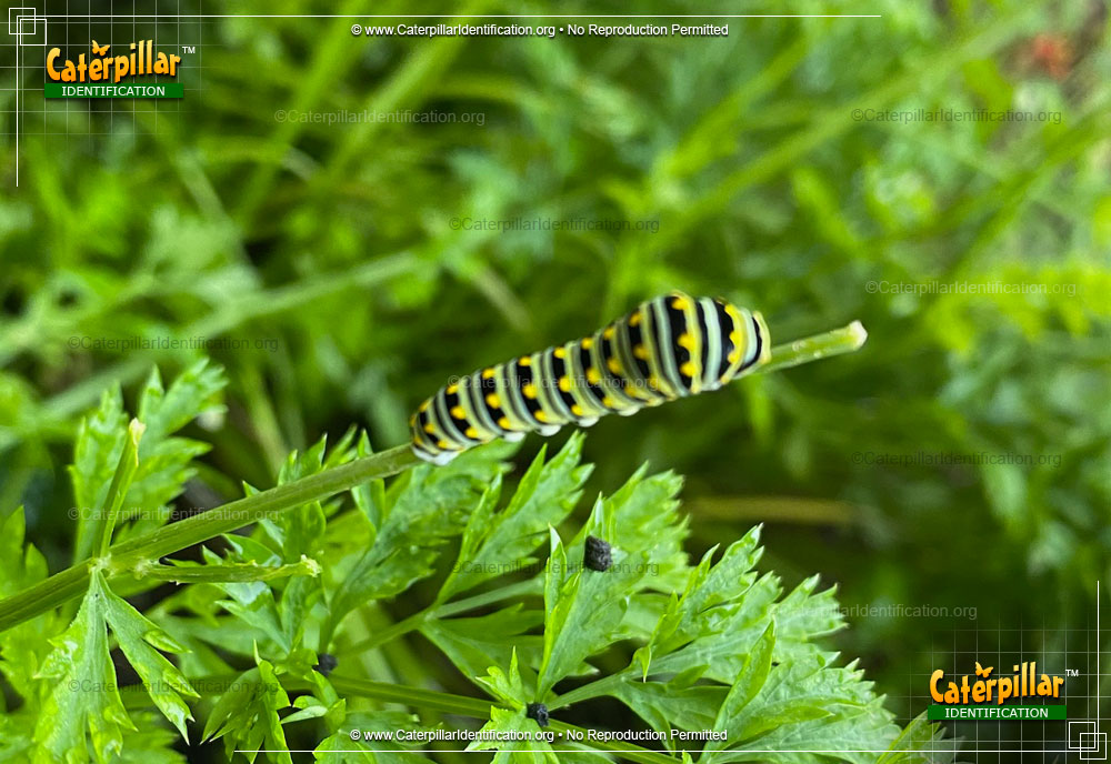 Full-sized image #2 of the Black Swallowtail Butterfly Caterpillar