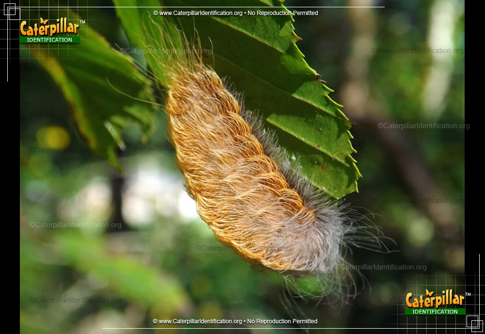 Full-sized image #2 of the Black-waved Flannel Moth Caterpillar