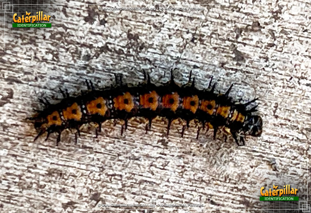 Full-sized image #2 of the Bordered Patch Butterfly Caterpillar