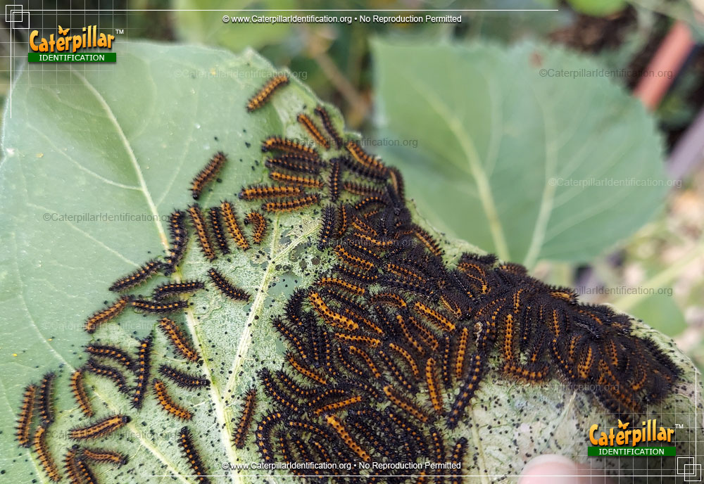 Full-sized image of the Bordered Patch Butterfly Caterpillar