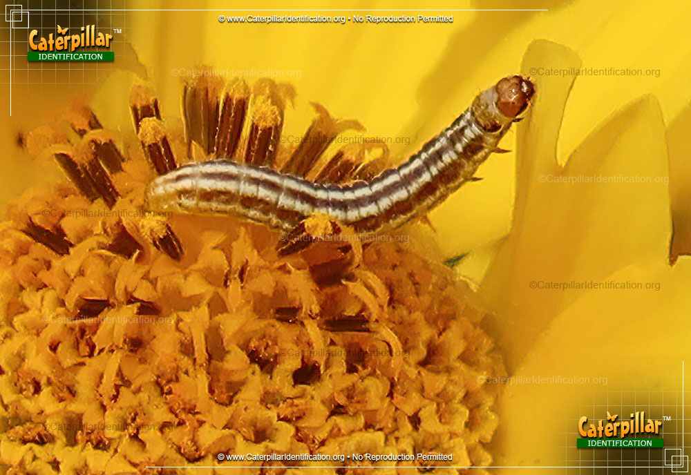 Full-sized image of the Burdock Borer Moth Caterpillar