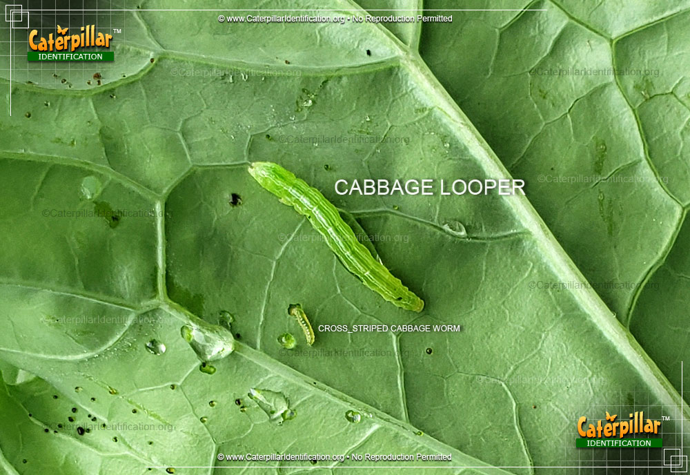 Full-sized image #4 of the Cabbage Looper